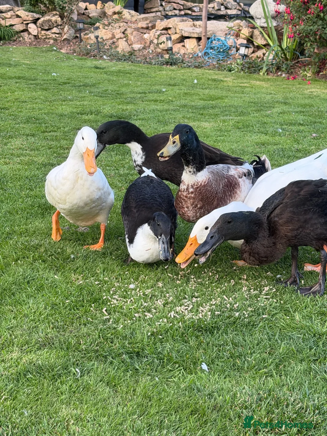 Ducks poultry for sale: Free 5 variety of walking ducks 🦆  - Advert 1
