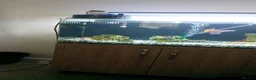 Fancy Goldfish fish for sale: Fancy goldfish  in Rossendale - Advert 4