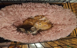 Maine Coon cats for sale: Beautiful red maine coon x - Image 1