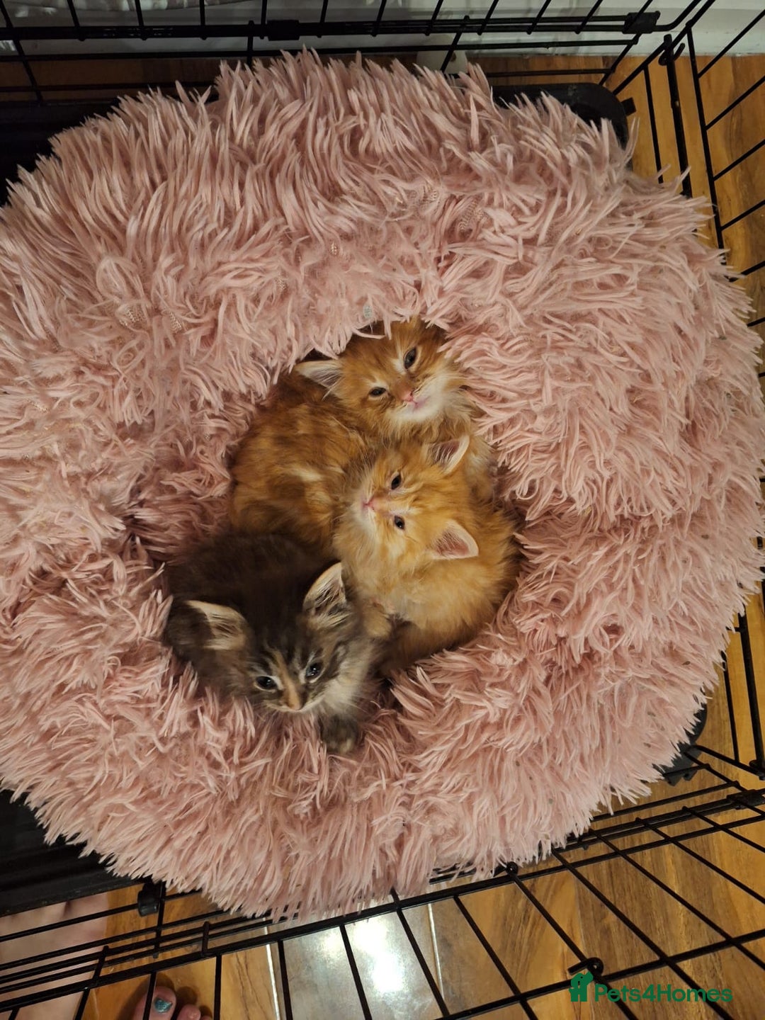 Maine Coon cats for sale: Beautiful red maine coon x - Image 1