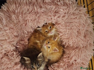 Maine Coon cats - Advert 9