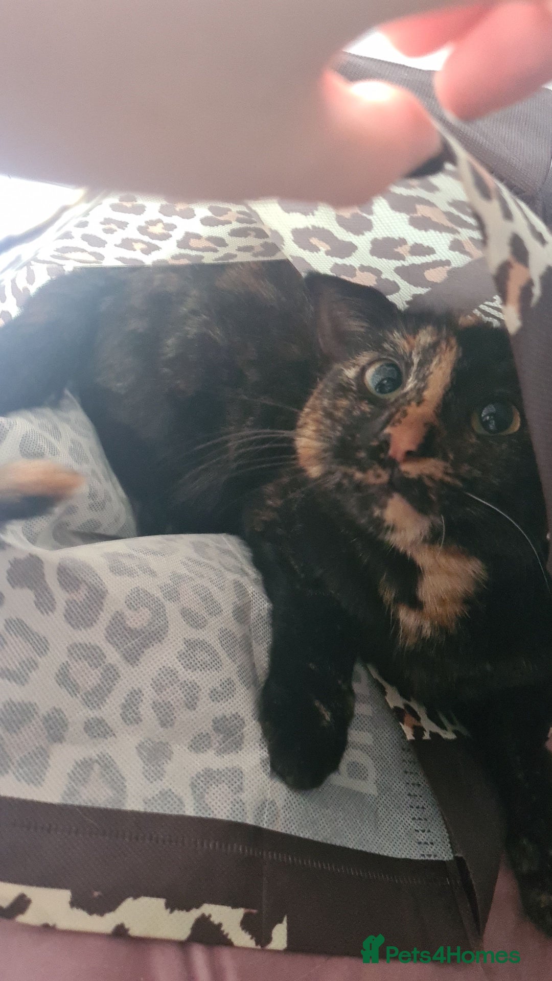 Mixed Breed cats for sale: Male kitten, Ready for a good home! - Image 5