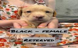 Labrador Retriever dogs for sale: KC Registered Black and Yellow Labrador puppies - Image 9
