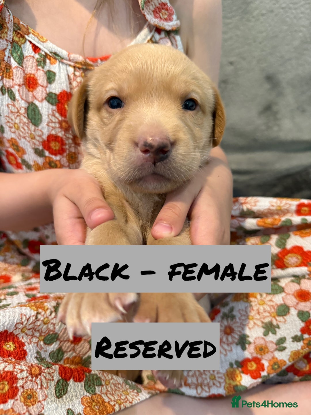 Labrador Retriever dogs for sale: KC Registered Black and Yellow Labrador puppies - Image 9