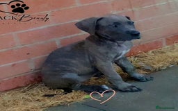 Mixed Breed dogs for sale: Italian Daniff Pups  - Image 2