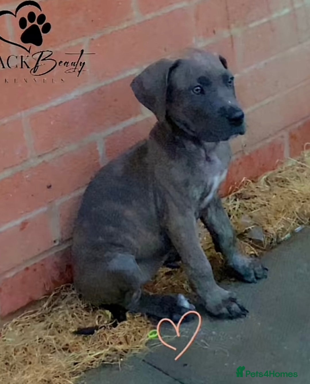 Mixed Breed dogs for sale: Italian Daniff Pups  - Image 2