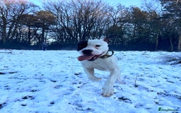 American Bulldog dogs for sale: Albie the American bulldog  - Image 7