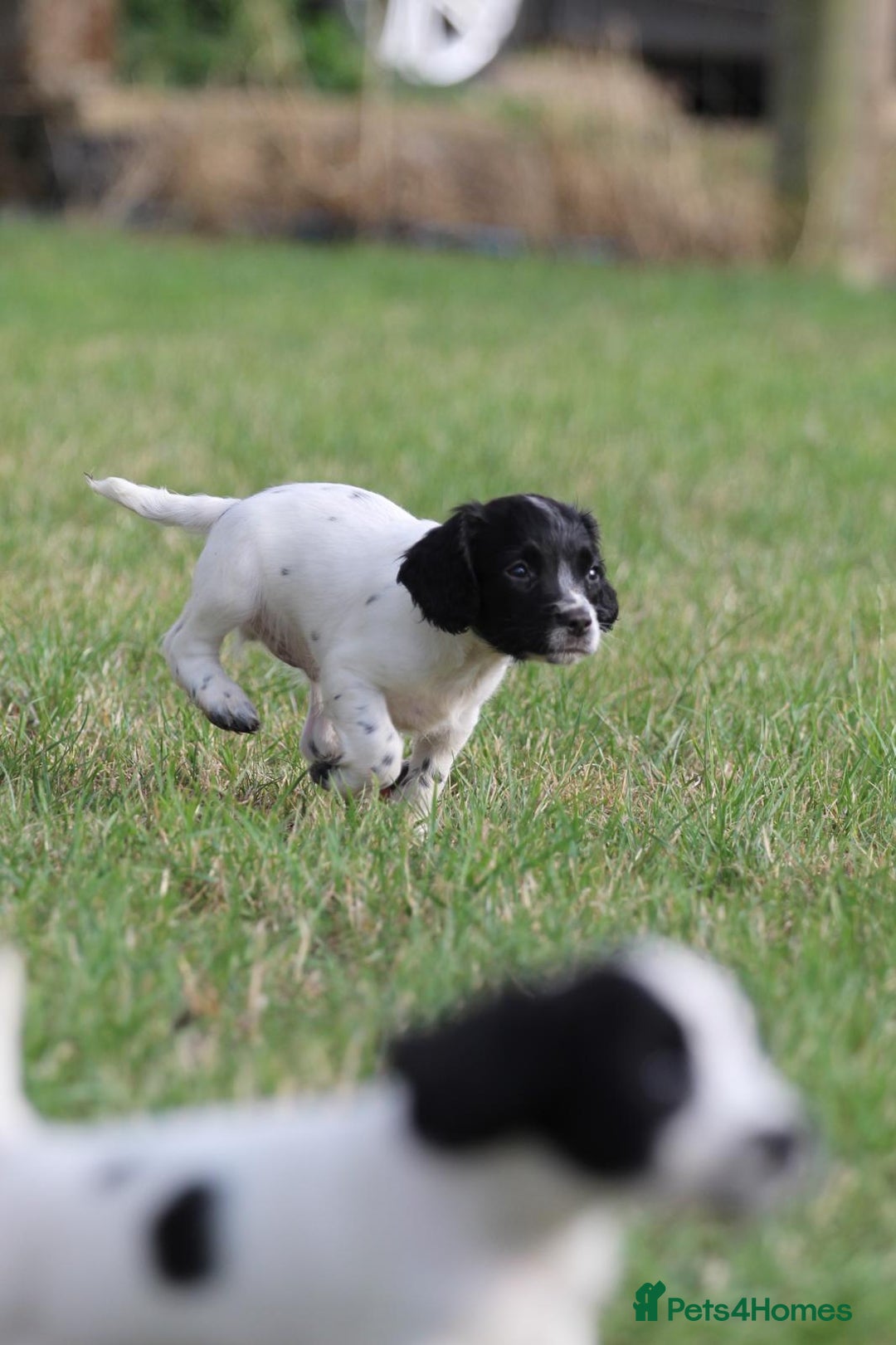 English Springer Spaniel dogs for sale: Ftch KC Springer Spaniels! - Image 7