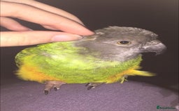 Parrots birds for sale: Beautiful female Senegal parrot for sale - Image 4