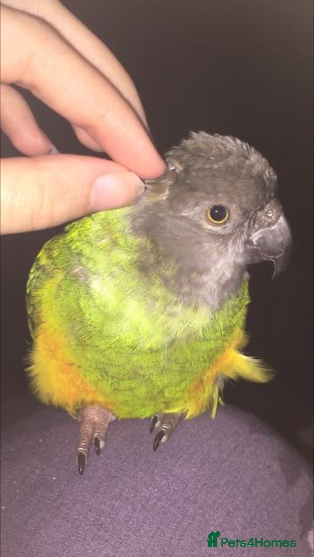 Parrots birds for sale: Beautiful female Senegal parrot for sale - Image 4