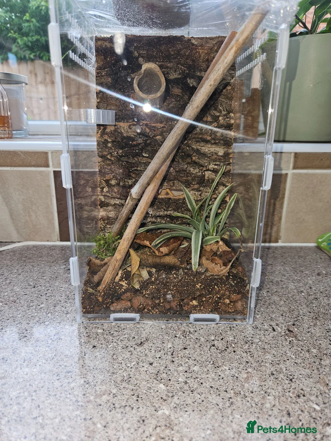 Gecko reptiles for sale: Mourning gecko hatchling and tank in Northampton - Advert 4