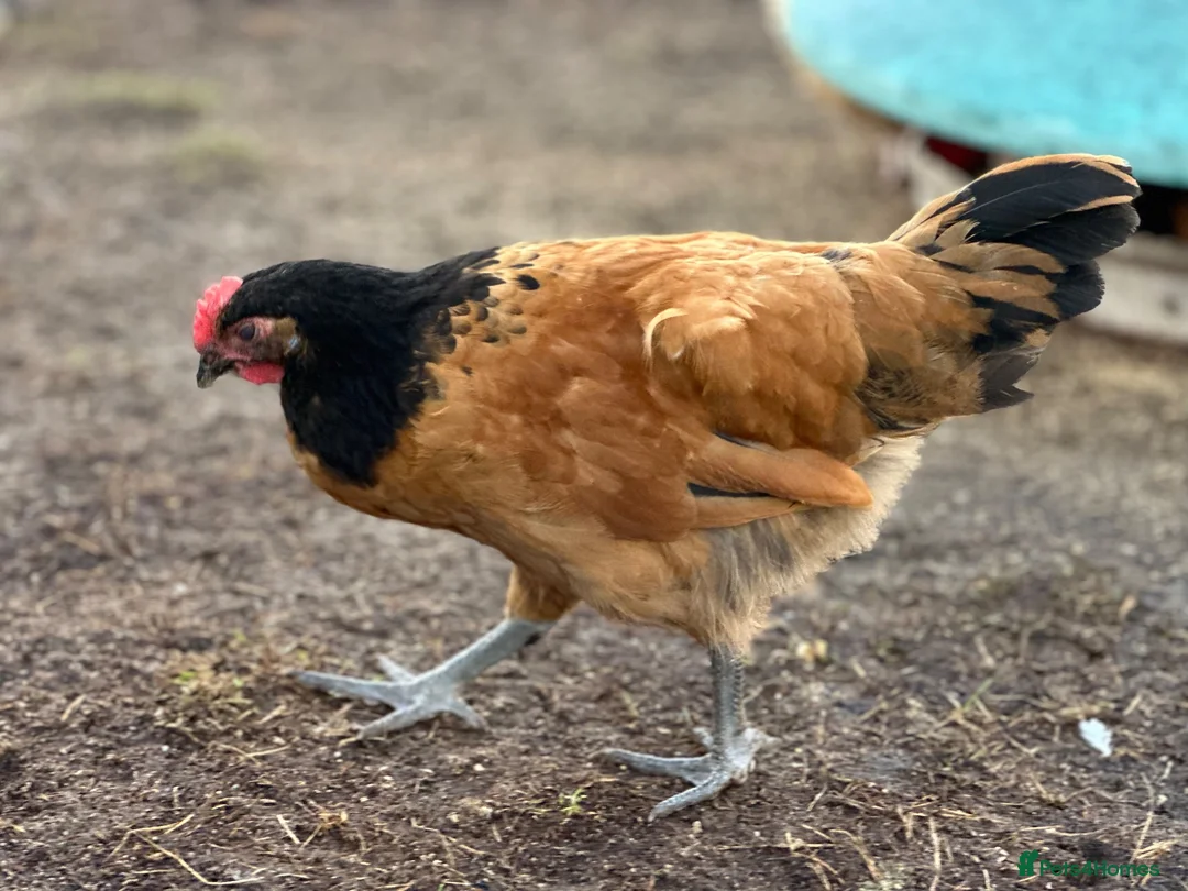 Chickens poultry for sale: Pure Breed Cockerels  - Advert 2