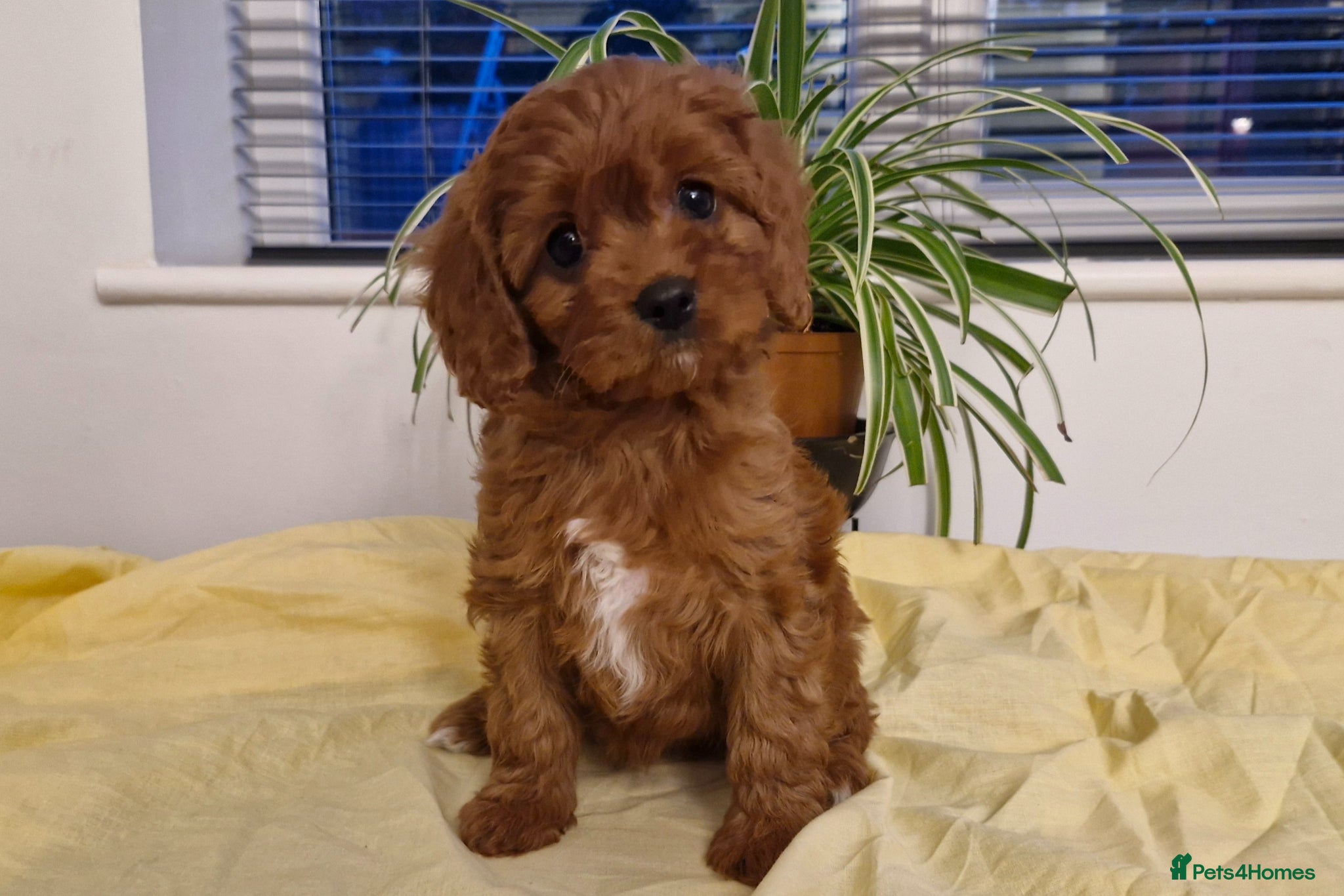 Cavapoo dogs Stunning cavapoo girl puppy health tested parents - Advert 2