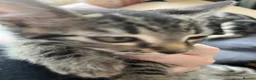 Mixed Breed cats for sale: 2 kittens, black male & tabby female - Advert 14