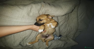 Mixed Breed dogs - Advert 12