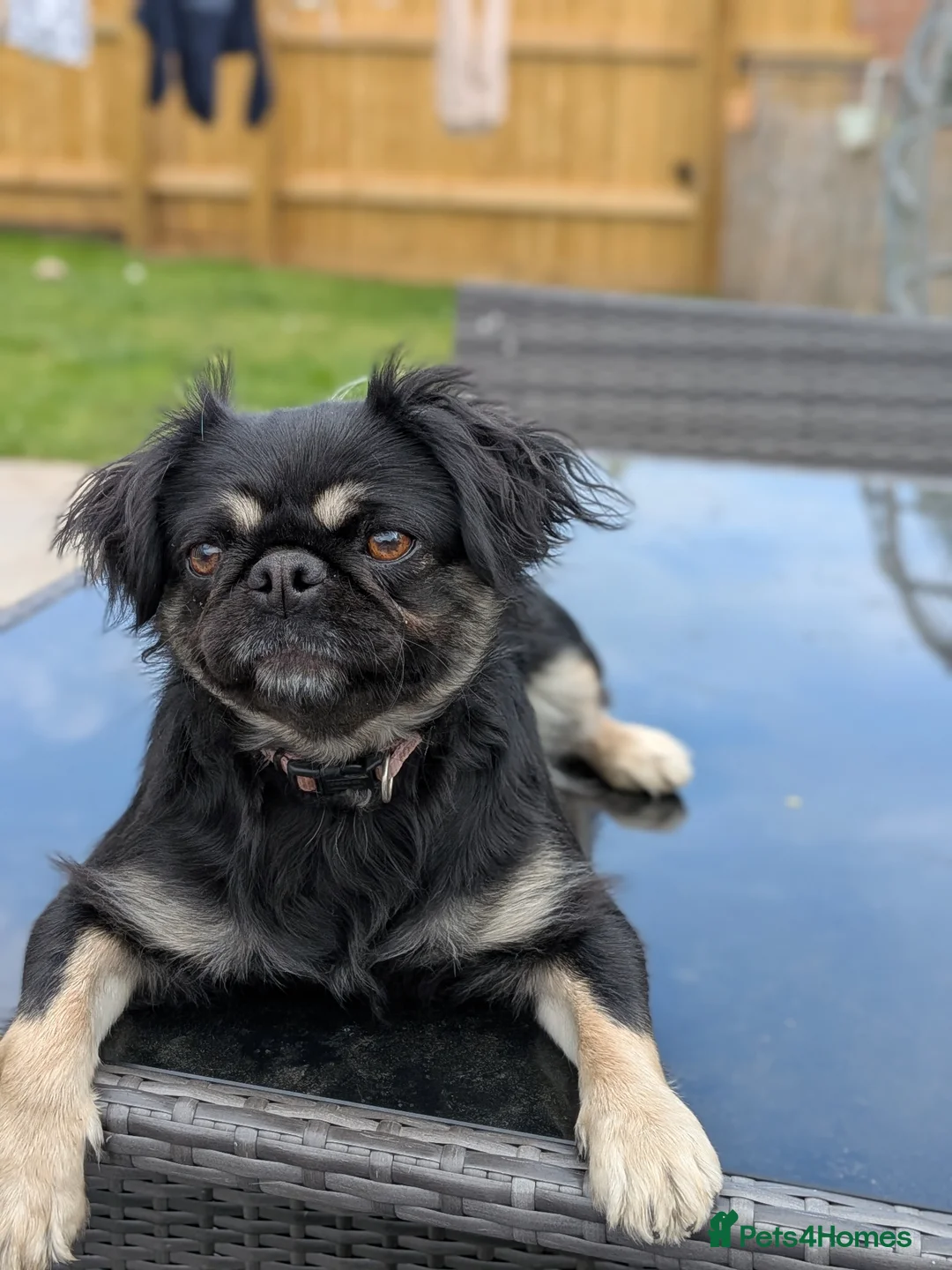 Mixed Breed dogs for sale: My gorgeous girl pug cross - Advert 2