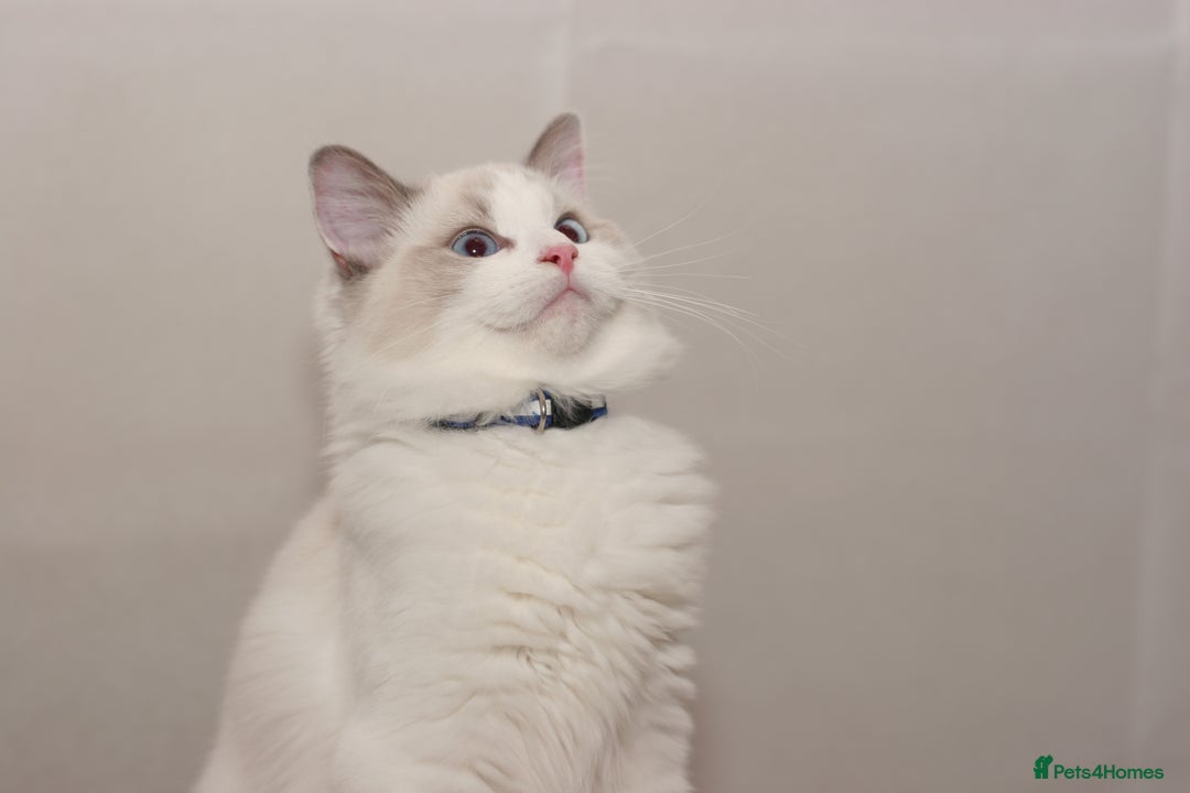 Ragdoll cats for sale: Last 1 Ragdoll kittens TICA registered boy - Advert 24