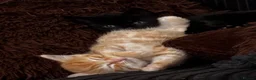 Mixed Breed cats for sale: 🐾 Adorable Kittens Looking for Loving Homes 🐾 in Milton Keynes - Advert 4