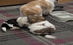Shih Tzu dogs for sale: Stunning Shih Tzu boy - Image 6