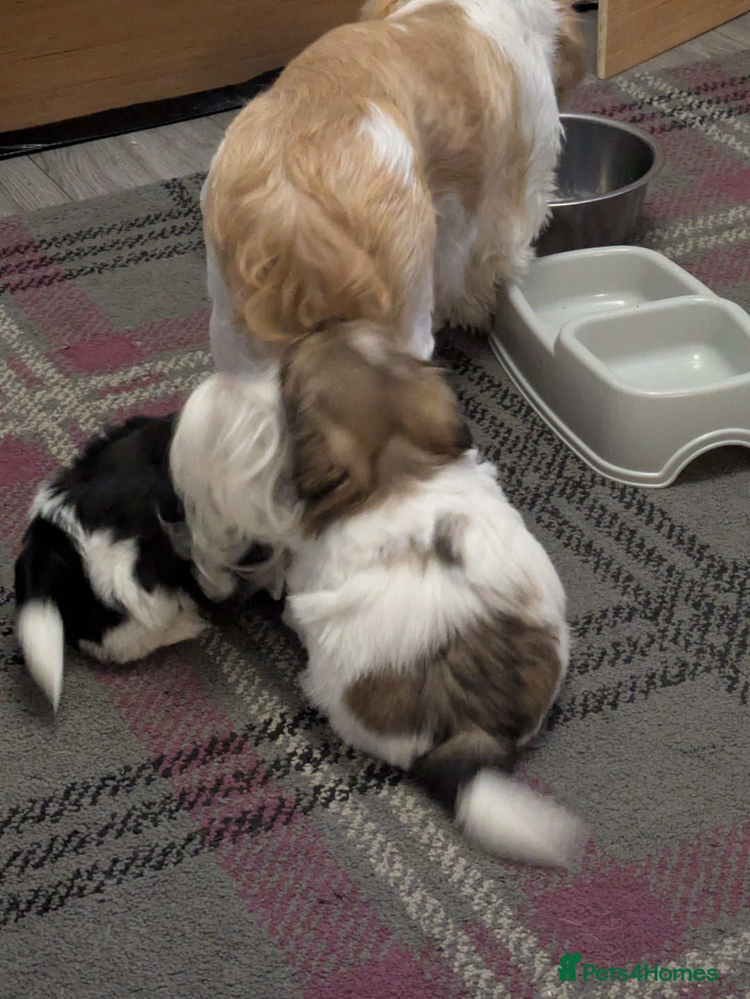 Shih Tzu dogs for sale: Stunning Shih Tzu boy - Image 6