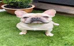 French Bulldog dogs for stud: 🌟🔥LILAC PLATINUM KC REG FRENCH BULLDOG STUD🔥🌟 in Uxbridge - Image 9