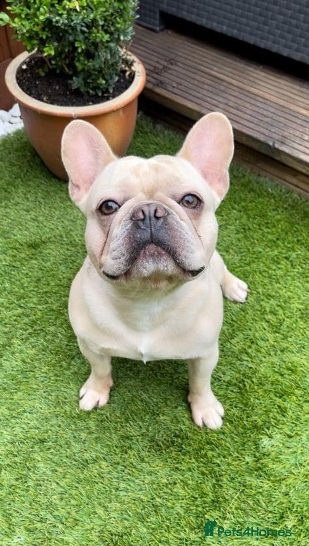 French Bulldog dogs for stud: 🌟🔥LILAC PLATINUM KC REG FRENCH BULLDOG STUD🔥🌟 in Uxbridge - Image 9