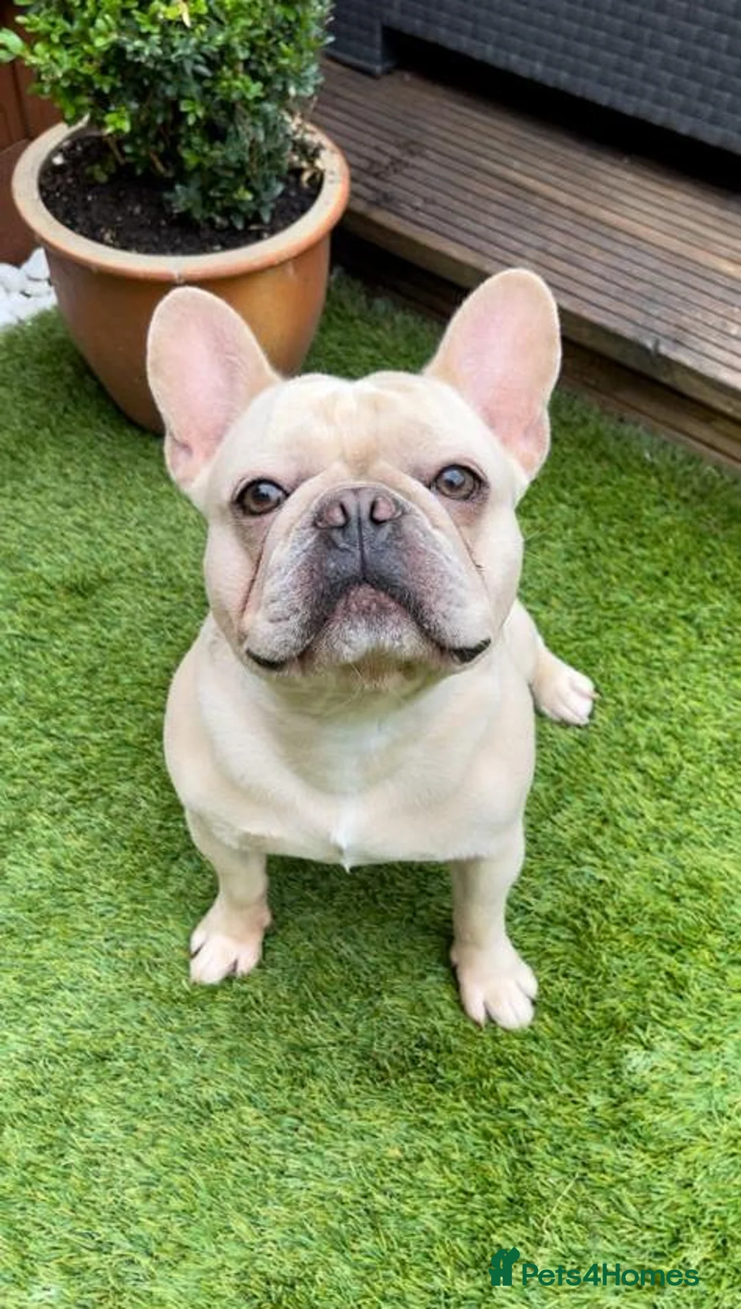 French Bulldog dogs for stud: 🌟🔥LILAC PLATINUM KC REG FRENCH BULLDOG STUD🔥🌟 in Uxbridge - Advert 10