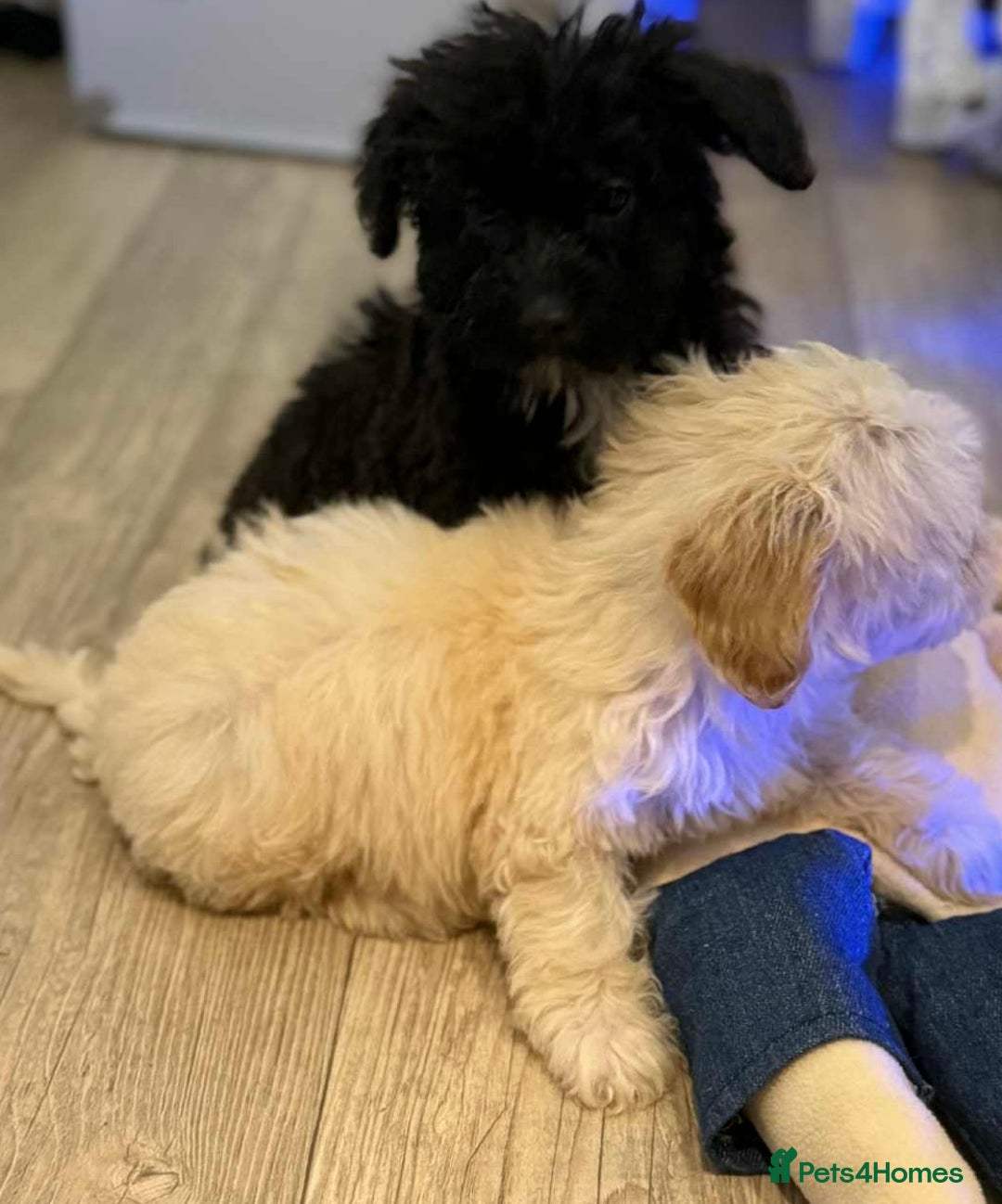 Maltipoo dogs for sale: Maltipoo  - Image 4