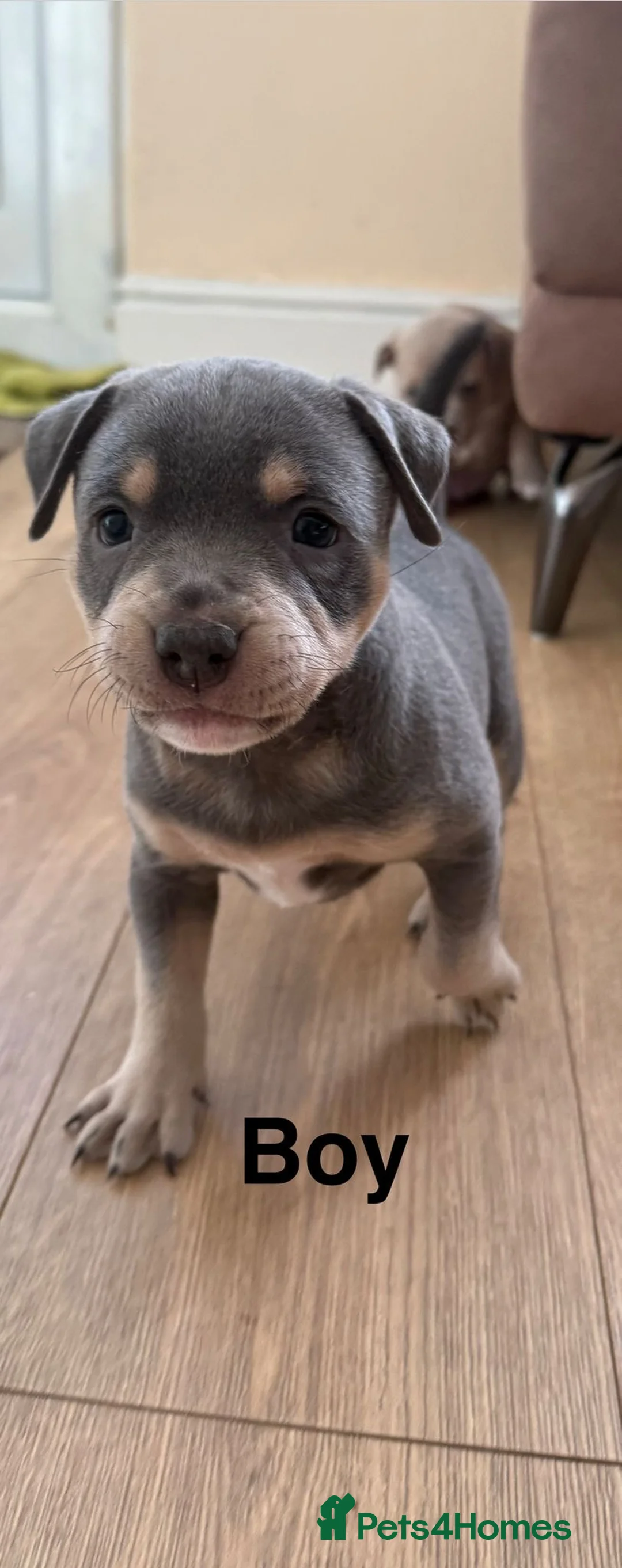 Staffordshire Bull Terrier dogs for sale:  Stunning Staffordshire Bull Terrier Puppies  in Llanelli - Advert 8