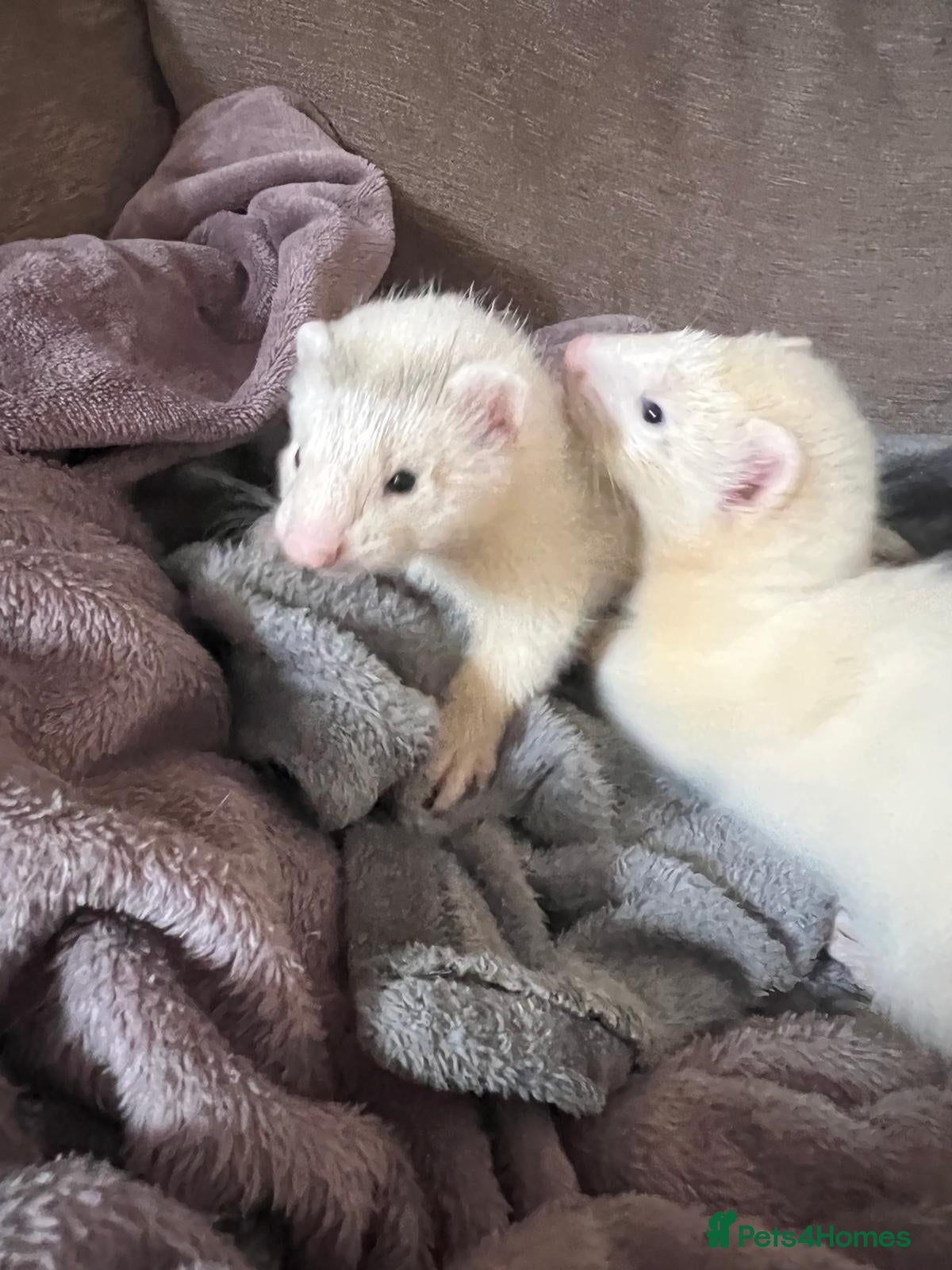 Ferret rodents Adorable Baby Ferrets  - Advert 1