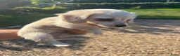 Miniature Dachshund dogs for sale: Cream miniature dachshund  - Advert 17