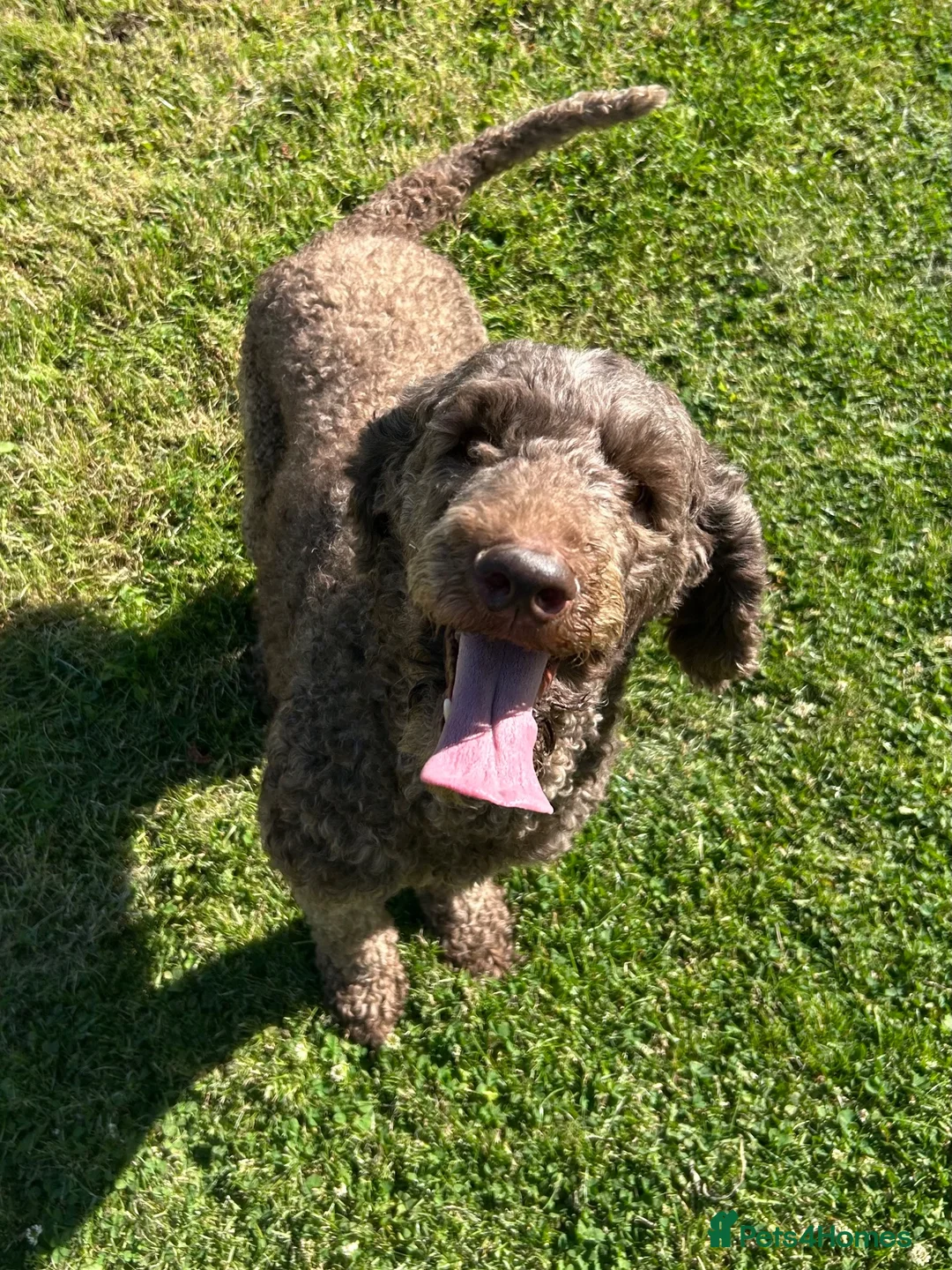 Standard Poodle dogs for sale: Adult Standard Poodle For Sale - Advert 4