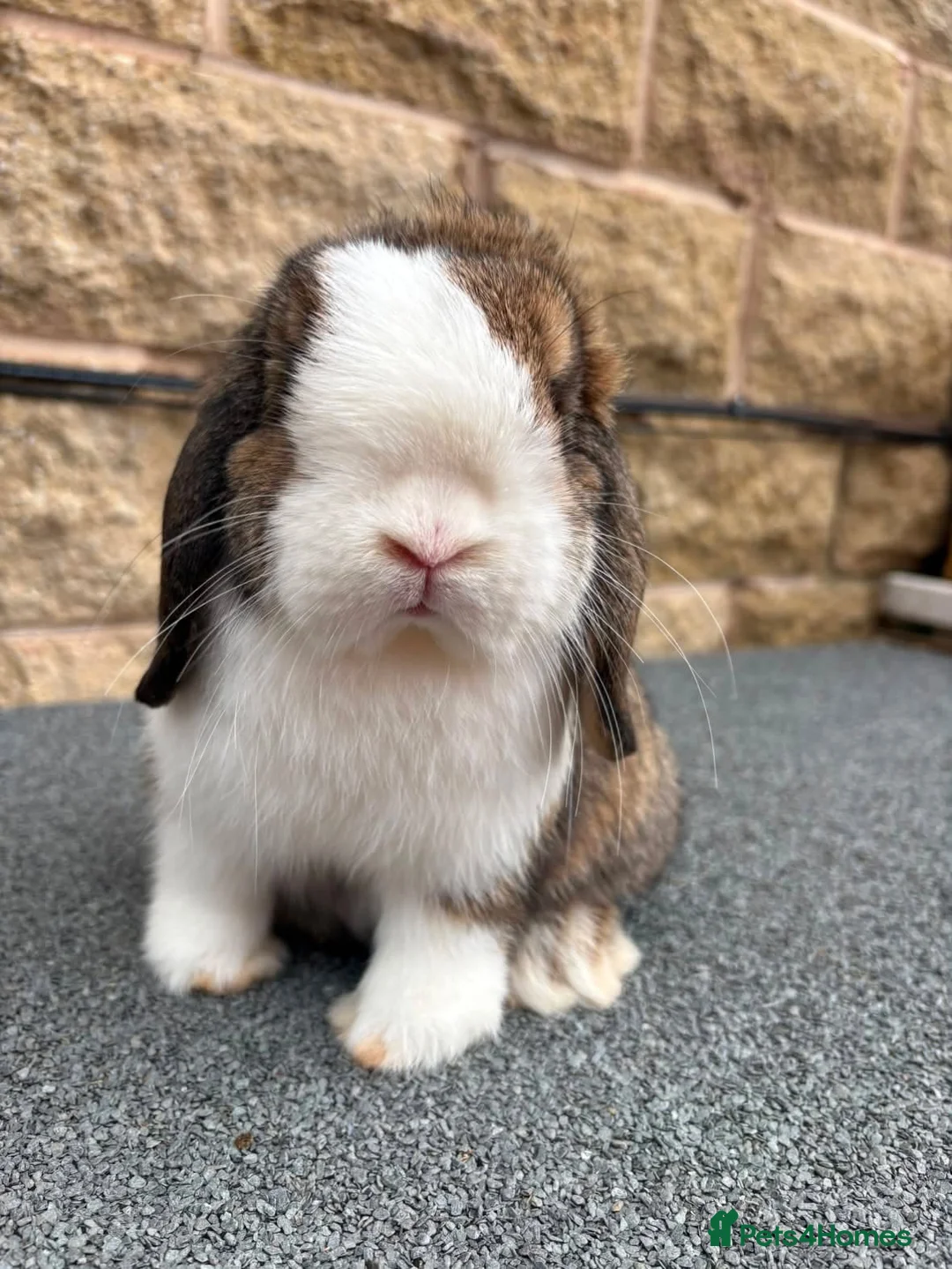 Mini Lop rabbits for sale: Mini lop girl - Advert 5