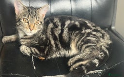 Mixed Breed cats for sale: Kittens for sale - Image 15