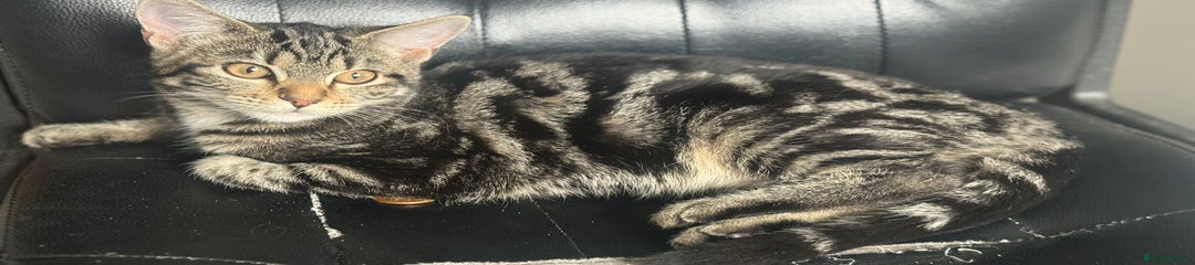 Mixed Breed Kitten 2
