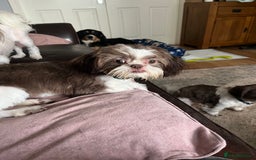 Shih Tzu dogs for sale: Shih tzu girl  - Image 1