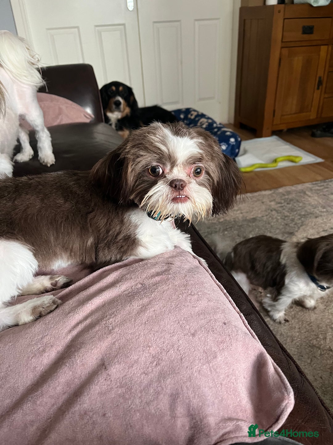 Shih Tzu dogs for sale: Shih tzu girl  - Image 1