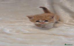 Mixed Breed cats for sale: Gorgeous kittens for sale 😍 💙 ❤️  - Image 4