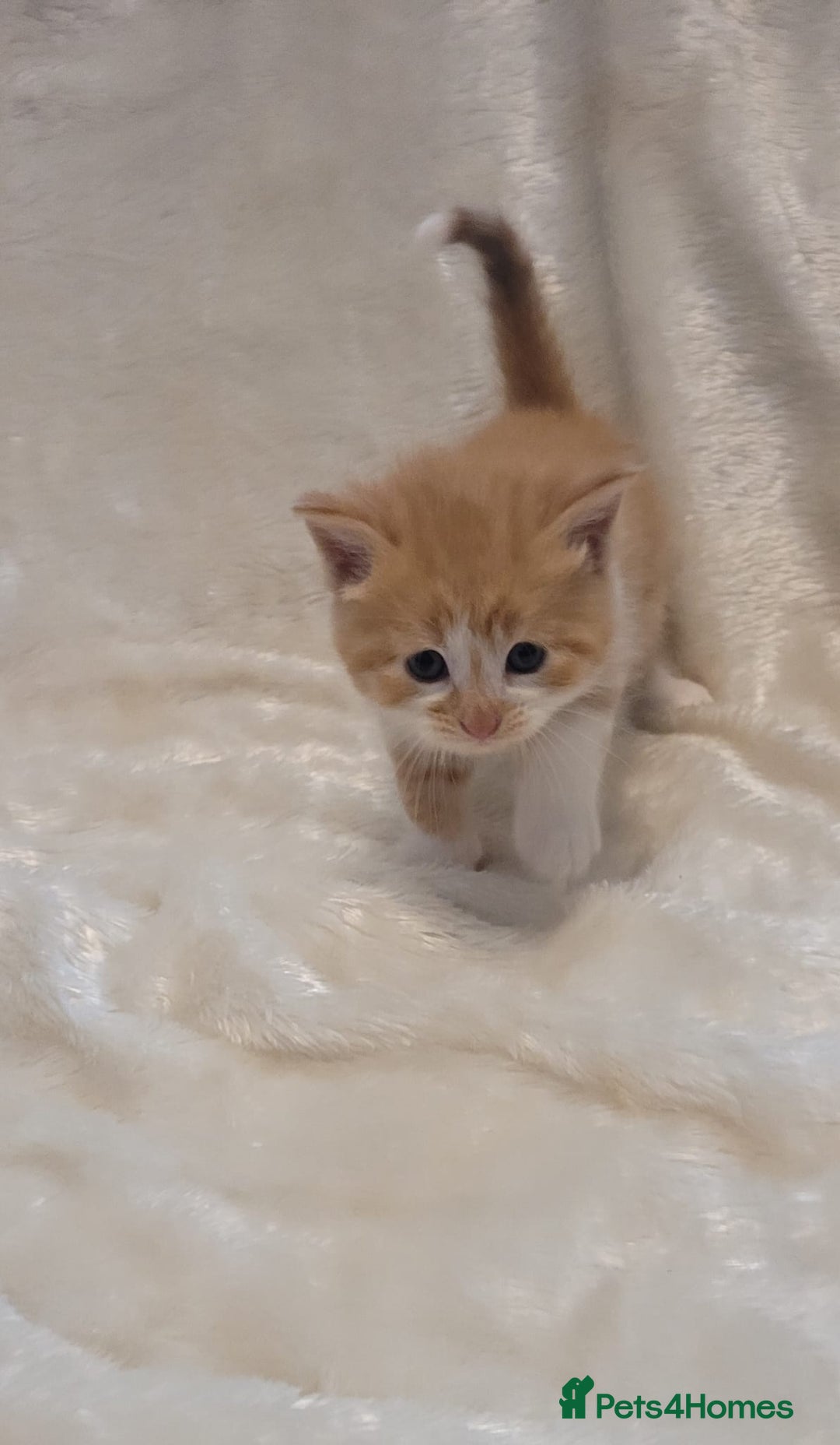 Mixed Breed cats for sale: Gorgeous kittens for sale 😍 💙 ❤️  - Image 4