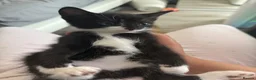 Mixed Breed cats for sale: Beautiful Mother Cat & 4 Lovely Kittens - Advert 15