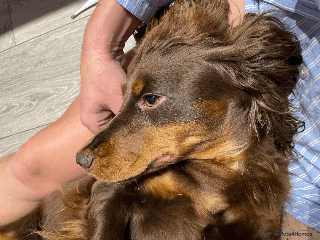 Cocker Spaniel dogs for sale: Cocker Spaniel Pups Outstanding Pedigree Lines! - Advert 37