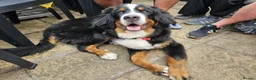 Bernese Mountain Dog dogs for sale: Buzz - Male Bernese Mountain Dog 20 months in Market Harborough - Advert 15