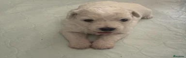 Bichon Frise 1