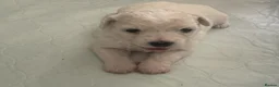 Bichon Frise dogs for sale: Adorable Bichon Puppies Available in Manchester - Advert 2