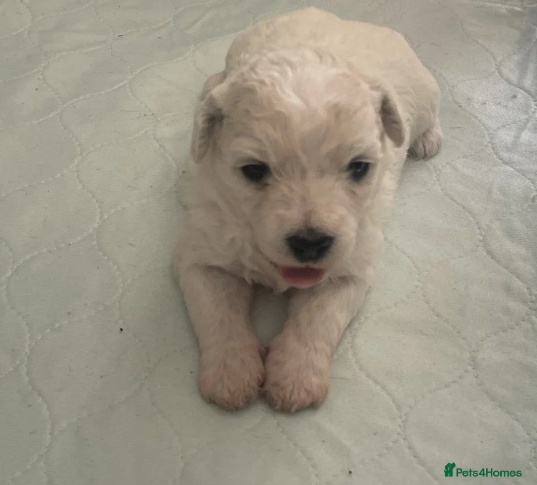Bichon Frise dogs for sale: Adorable Bichon Puppies Available in Manchester - Advert 2