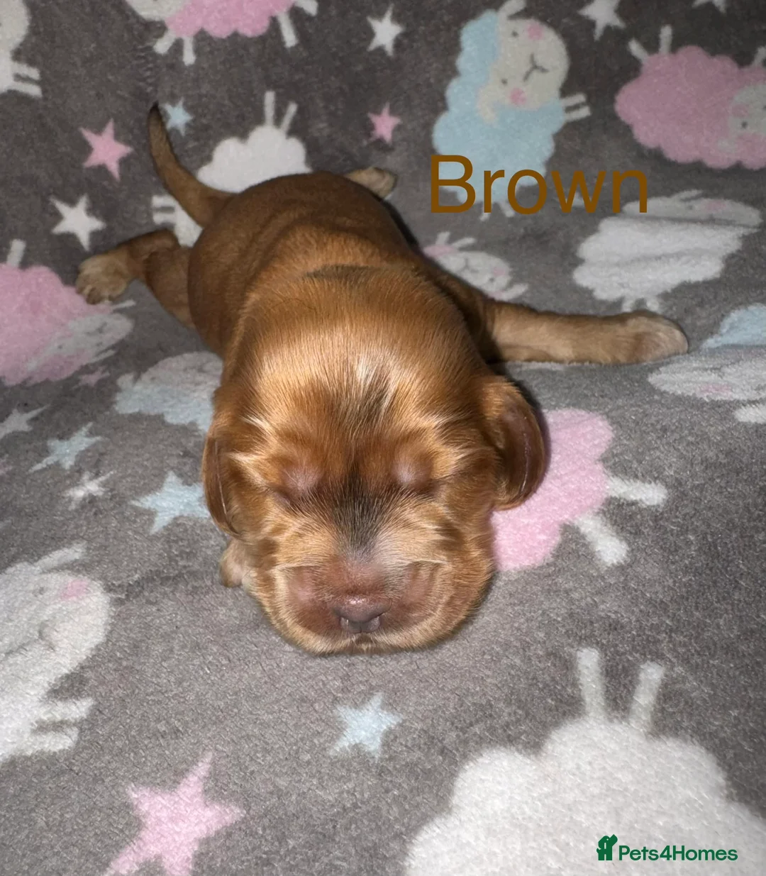 Cocker Spaniel dogs for sale: Outstanding Show Quality Show Type Cocker Spaniels - Advert 17