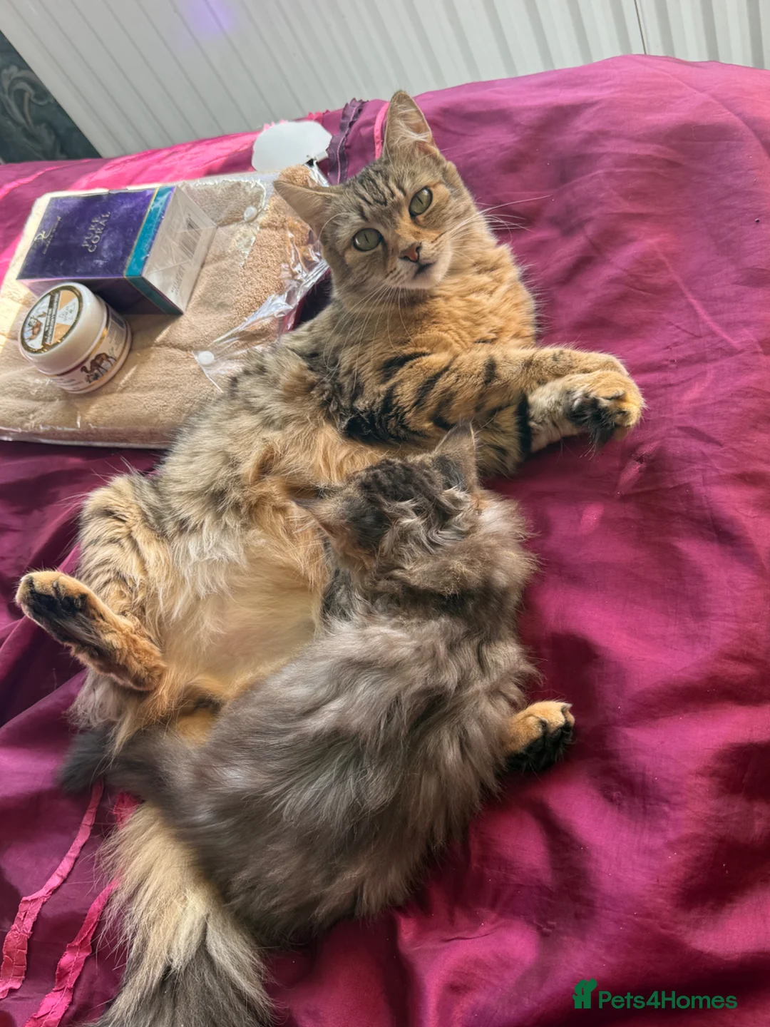 Norwegian Forest Cat cats for sale: Norwegian forest x Scottish fold  - Advert 1