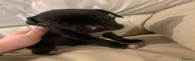 Mixed Breed 4