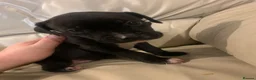 Mixed Breed dogs for sale: Staffordshire bull terrier cross in Immingham - Advert 13