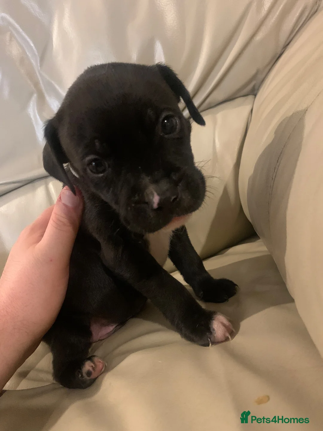Mixed Breed dogs for sale: Staffordshire bull terrier cross in Immingham - Advert 13